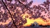 WATCH: Cherry blossoms camera in DC as peak bloom nears
