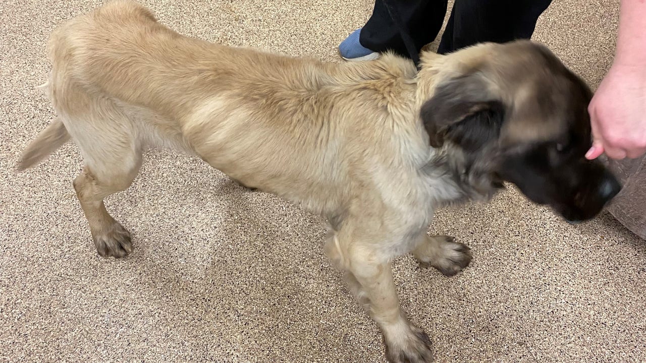 Malnourished, Dead Dogs Found On Frederick County Property