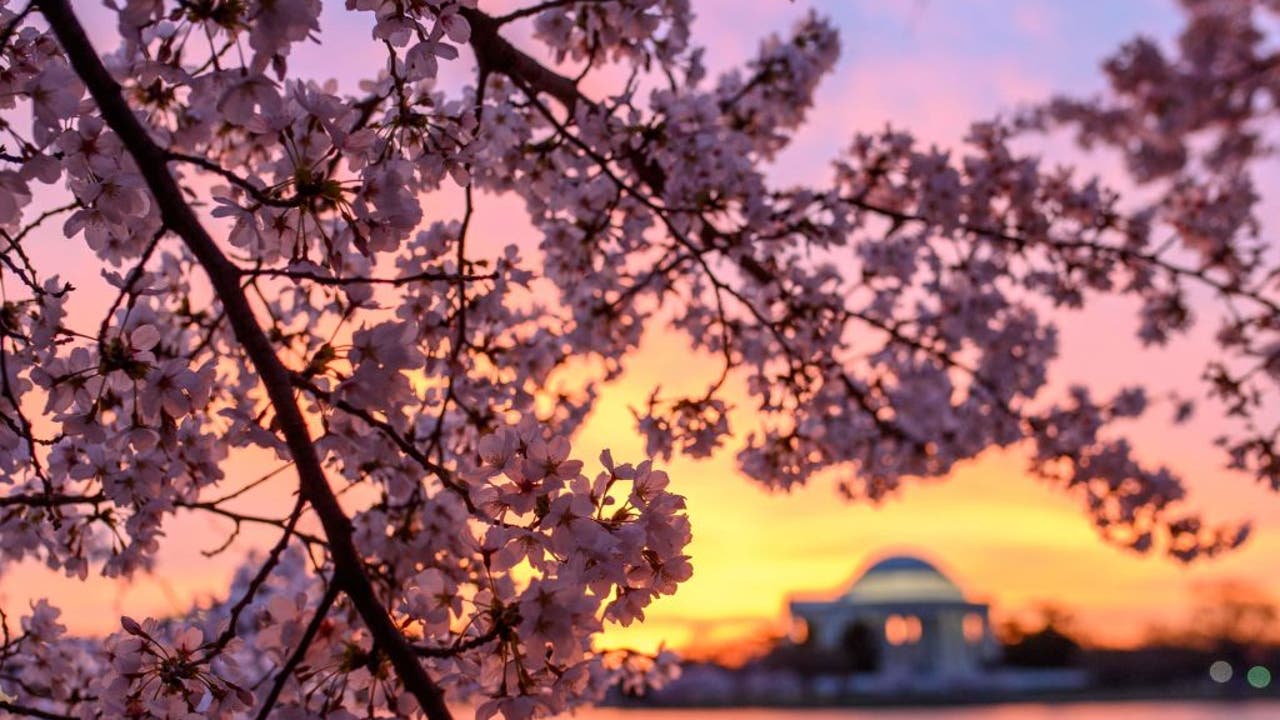 Washington Nationals Honor City's Iconic Cherry Blossoms With City