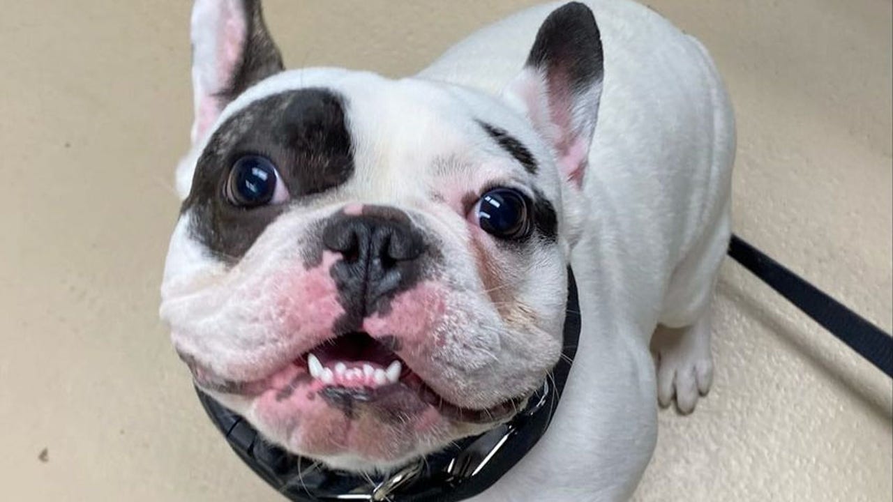 French bulldog sale rescue dc