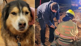 Dog rescued from construction hole in Silver Spring backyard