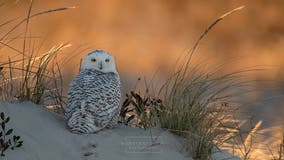 Superb Owls across DC, Maryland and Virginia