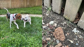 Alexandria man charged with trying to poison neighbors' dogs over 'loud barking'