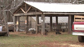 Montgomery County town ends prohibition on backyard chickens