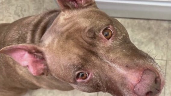 Petition launched to save Arlington dog scheduled to be euthanized