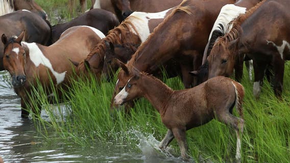 Virginia picks Chincoteague Island pony as official state horse