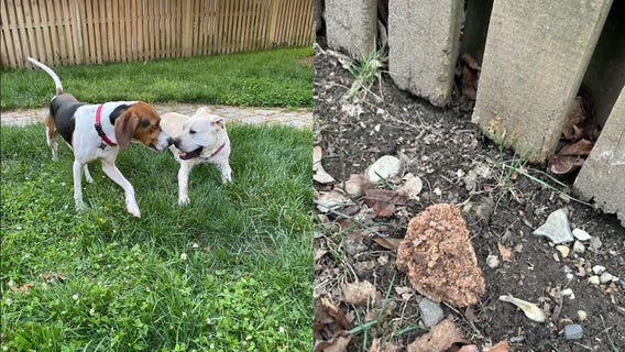 Alexandria man charged with trying to poison neighbors' dogs over 'loud barking'