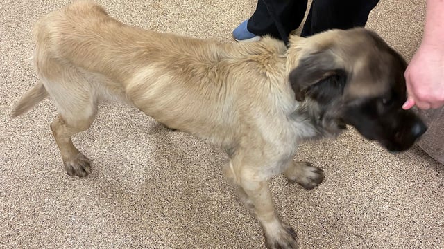 Malnourished, dead dogs found on Frederick County property