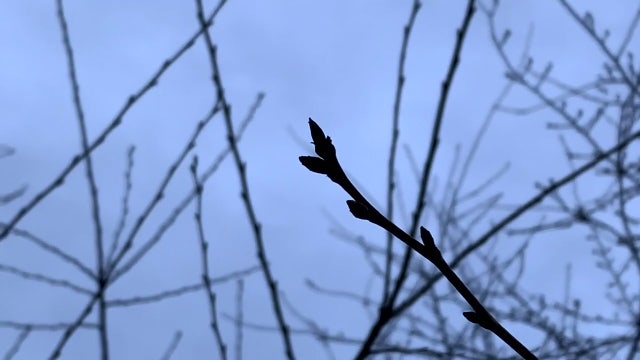 DC’s cherry blossom indicator tree starting to show buds