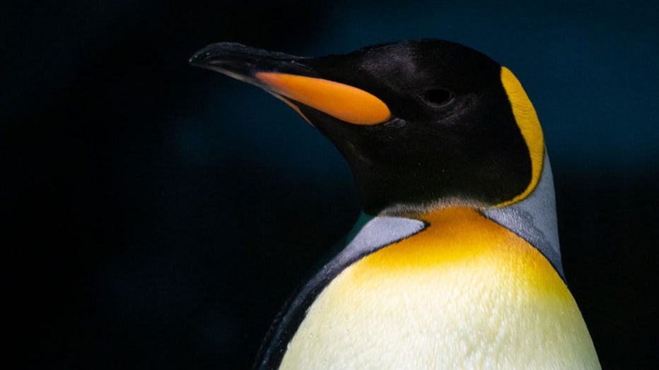 Biggest penguin in history was 'monster bird,' weighed over 300 pounds