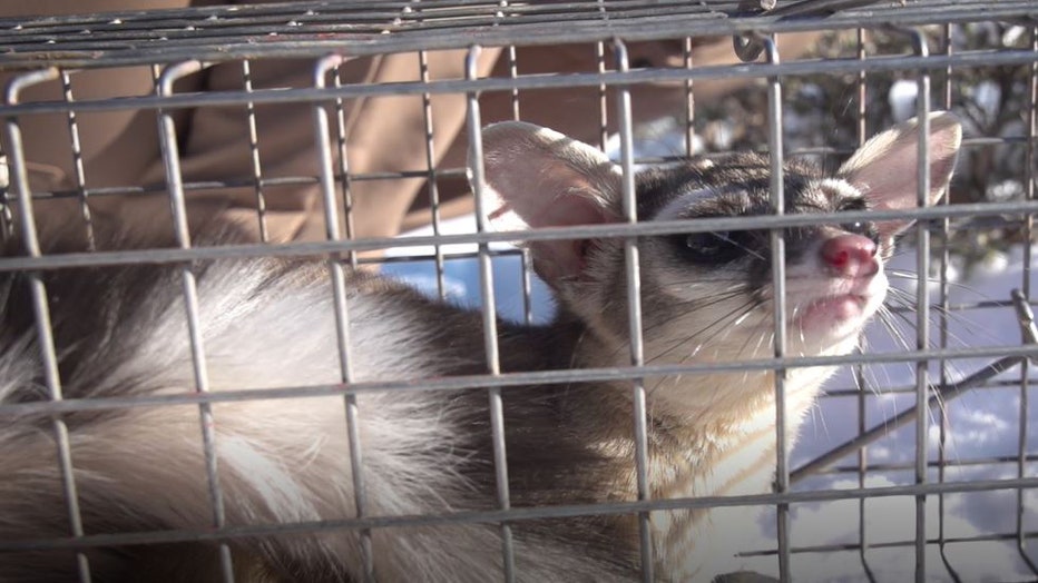 Ringtail-rescued-from-chimney.jpg