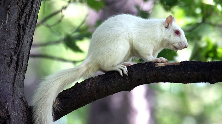 c3bdad4f-Albino-squirrel.jpg