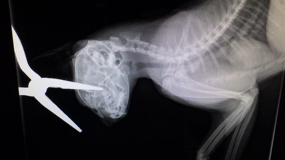 cat-xray.jpg