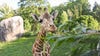 Maryland Zoo giraffe dies unexpectedly