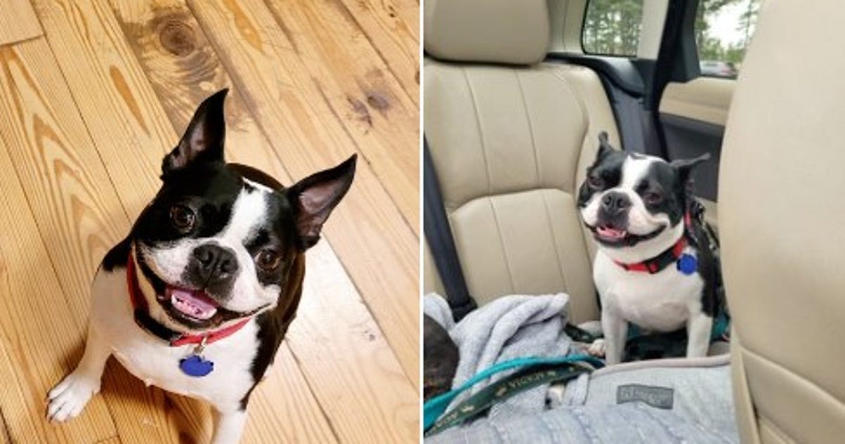 Police on the lookout for dog left in stolen car | FOX 5 DC