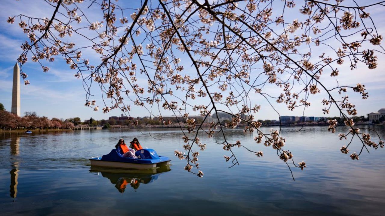 Cherry blossom drinks, boat tours and more fun ways to view the flowers