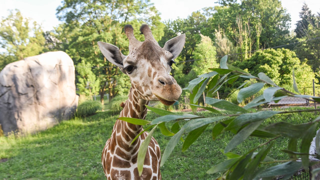 Maryland Zoo Giraffe Dies Unexpectedly | FOX 5 DC