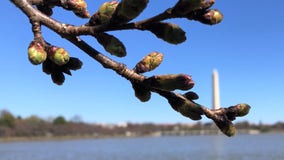 DC’s cherry blossoms halfway to peak bloom as they reach stage 3: NPS