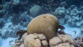 US lawsuit seeks to protect endangered coral reef species