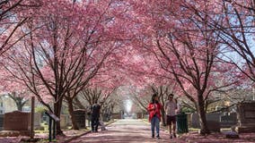 Cherry Blossom Festival and other things to do in DC, Maryland & Virginia