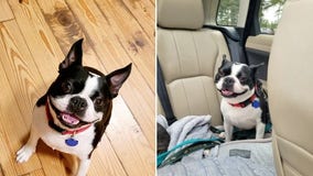 Police on the lookout for dog left in stolen car