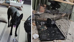 Tree smashes into Takoma Park house, narrowly misses dog who was inside in crate