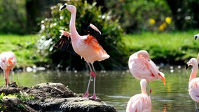 Flamingos form cliques within their flocks, new study finds