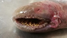 See the rare blood-sucking fish of your nightmares that recently washed ashore