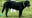 DC police dog dies after medical emergency while on presidential detail