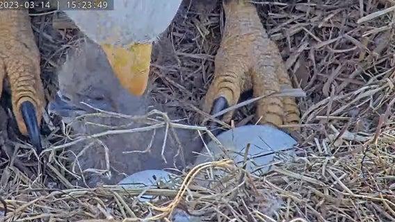 Baby bald eagle born on Dulles Greenway, more eggs expected to hatch