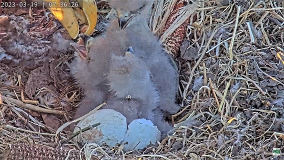 'It’s a family affair!': Dulles Greenway bald eagles welcome 3rd baby