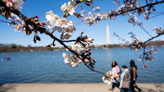 Tidal Basin construction to impact Cherry Blossom viewings