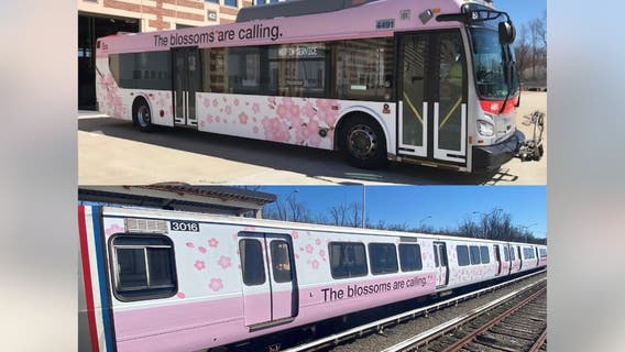 Metro debuting cherry blossom trains, buses to celebrate the season
