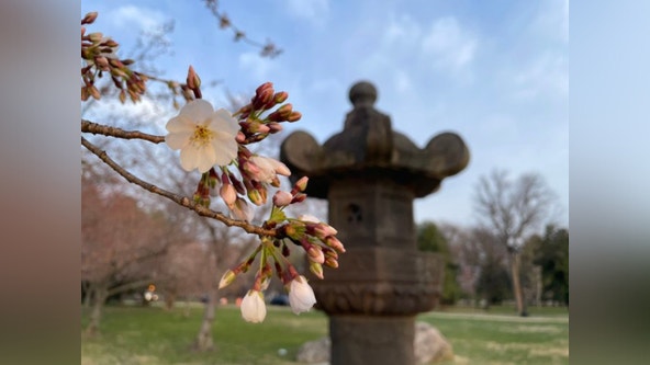 DC cherry blossoms hit stage 5, near peak bloom