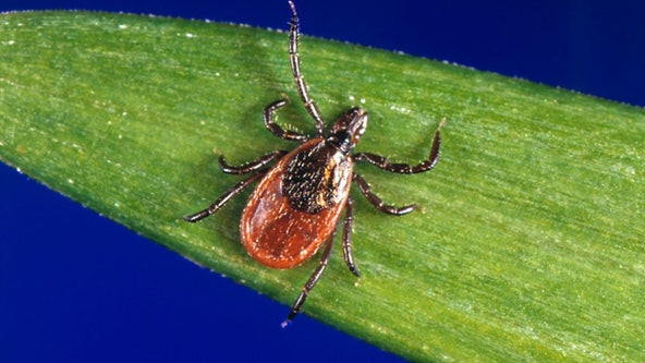 Rare tick-borne babesiosis disease on the rise in northeastern US, says CDC: Here's why