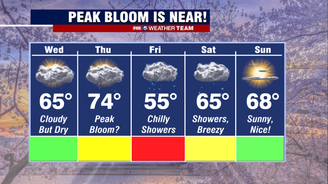 Cherry blossom peak bloom is near! Here are the best days to see the blossoms this week