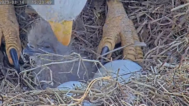 Baby bald eagle born on Dulles Greenway, more eggs expected to hatch