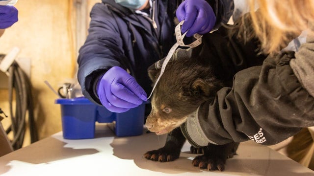 Bear cub brothers make outdoor debut at Smithsonian’s National Zoo