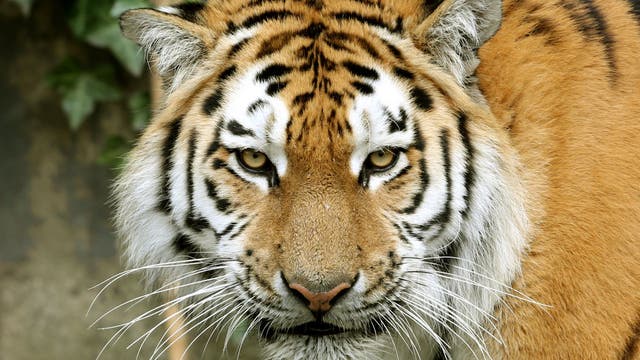 National Zoo hopes tiger babies are coming