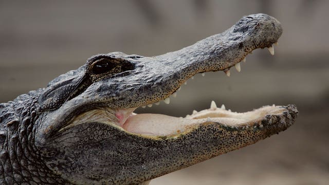 Man bitten by alligator at his front door in Daytona Beach, police say