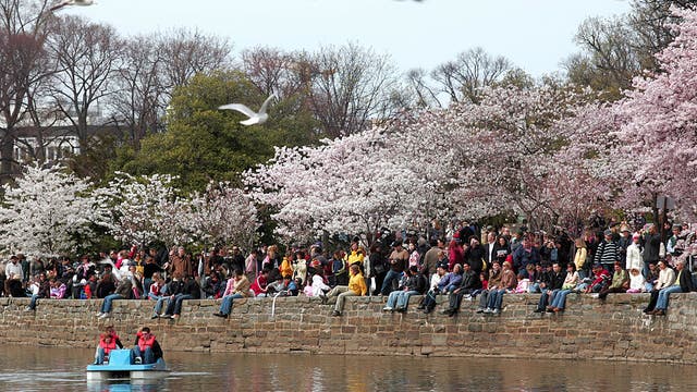 DC authorities set security plans as busy cherry blossom season approaches