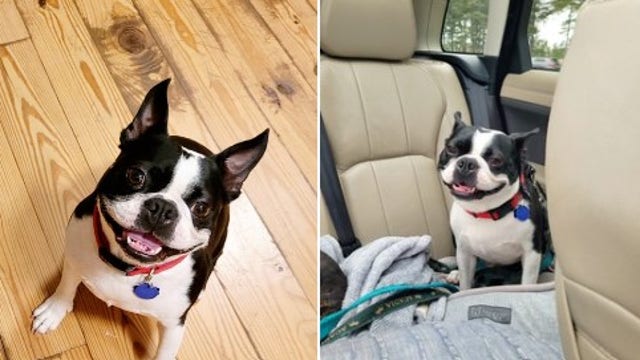 Police on the lookout for dog left in stolen car