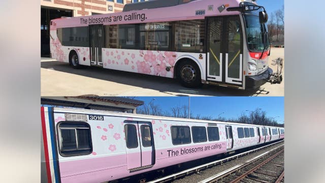 Metro debuting cherry blossom trains, buses to celebrate the season