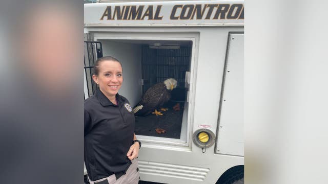Stafford County deputy rescues eagle found in Wawa parking lot