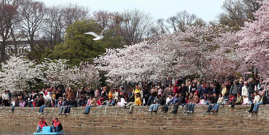 Cherry Blossom Festival DC  The River Inn Washington, DC