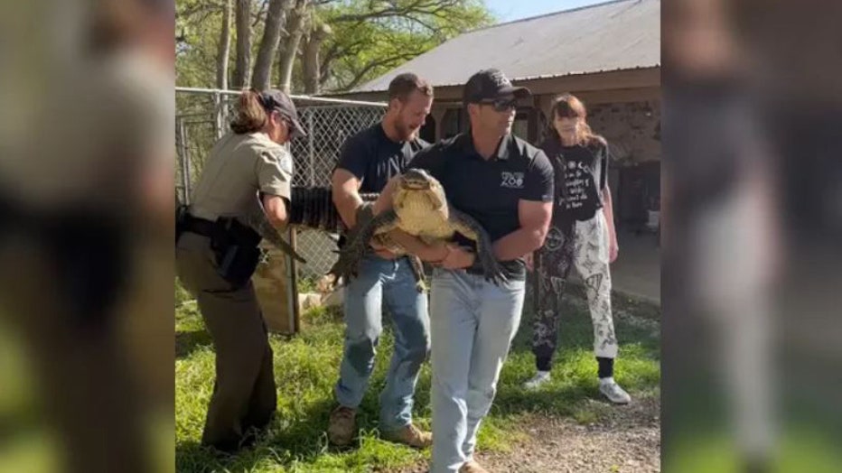 Alligator-removed-from-Texas-home-II.jpg