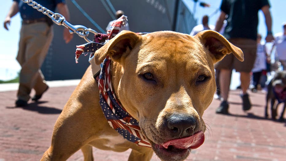 Pit Bull Ban Not Being Enforced In Prince George S County FOX 5 DC   GettyImages 144932583 