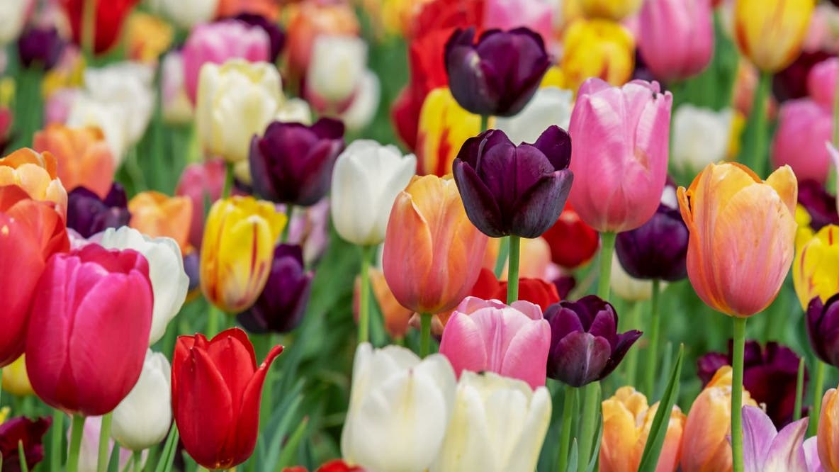 Tulip Day Washington draws buzz as sign-up site goes down