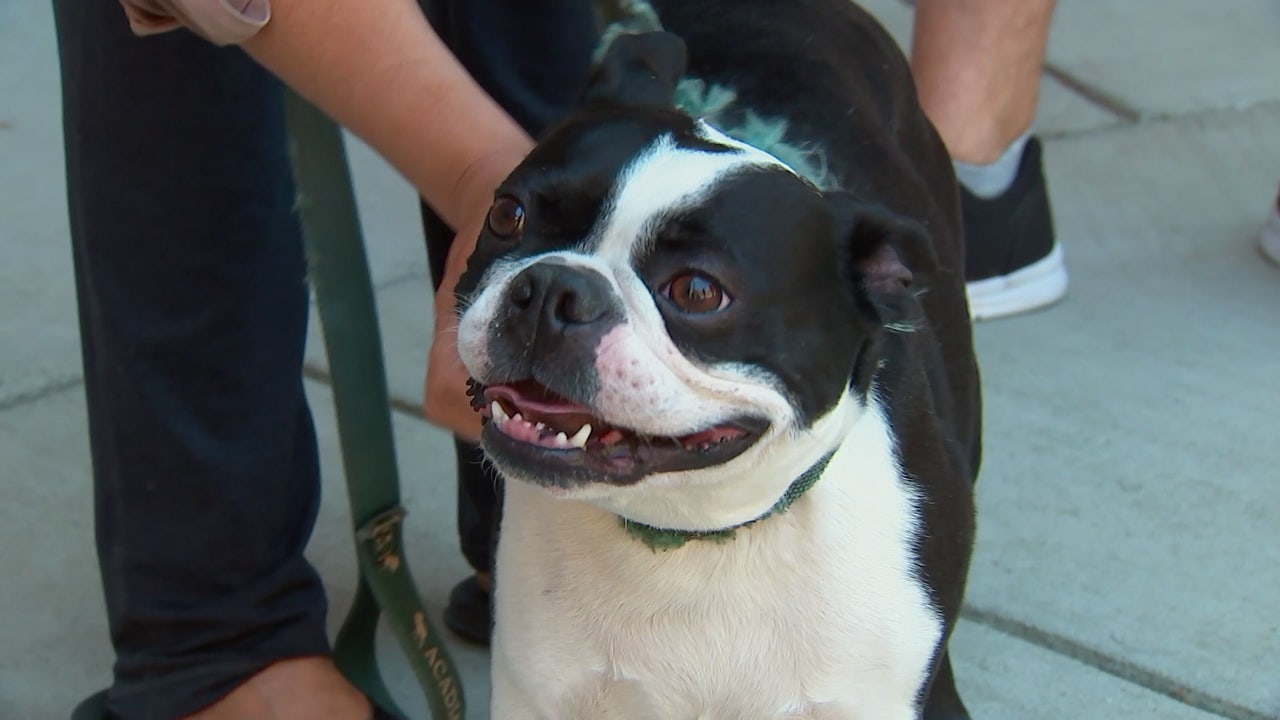 Stolen Dog Reunited With Owners In Prince George S County FOX 5 DC   Gianni 2 