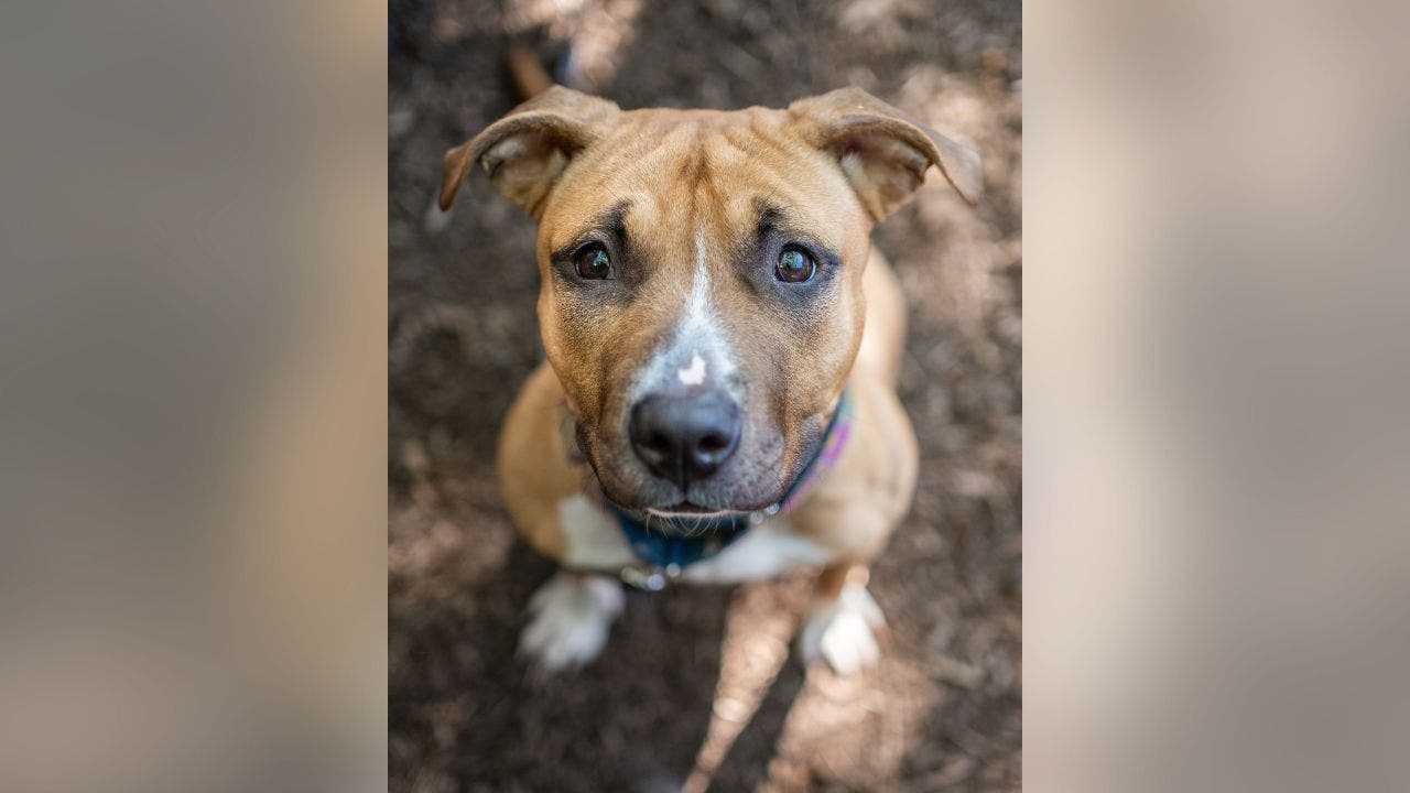 Humane Rescue Alliance - Recently-adopted Abel is cheering for the